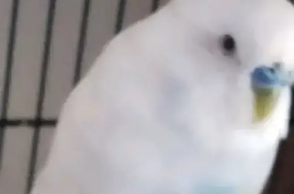 Lost White Budgie 'Wawa' in Quinns Rocks