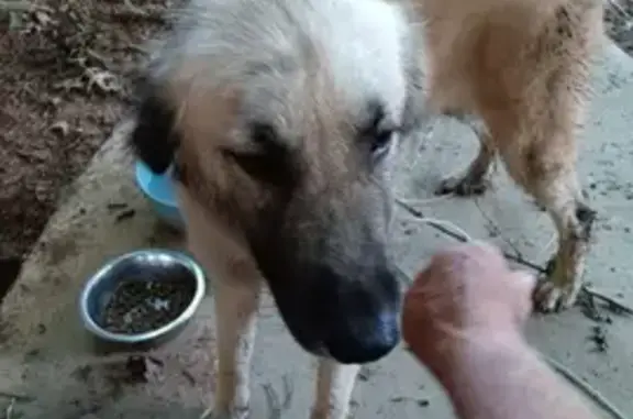 Found: Young Anatolian Shepherd Puppy in Elkmont