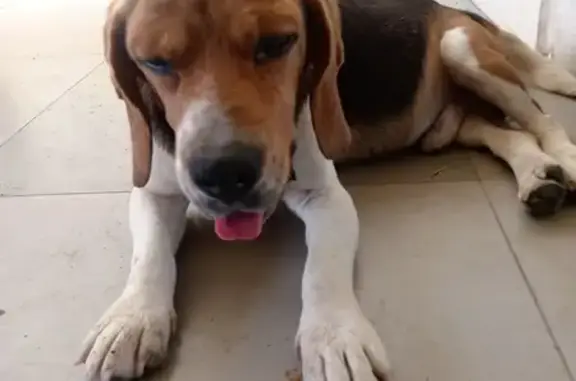 Beagle Rescatado en Río, Ciudad de Allende