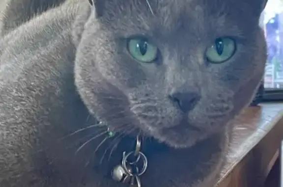 Missing Russian Blue Cat in Sydney - Help!