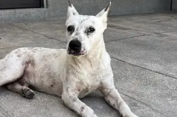 ¡Perrito Blanco con Manchas Cafés Encontrado!