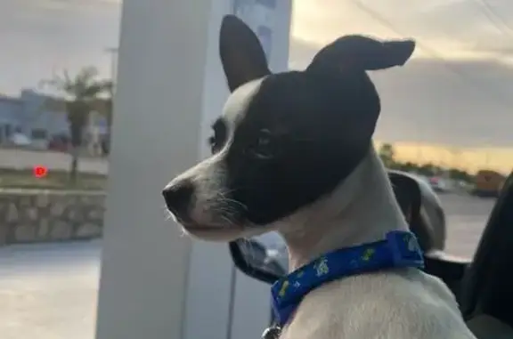 Perro Chihuahua Perdido en San José del Cabo