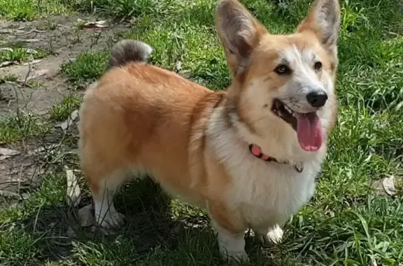 Lost Apricot Corgi in Greater Dandenong