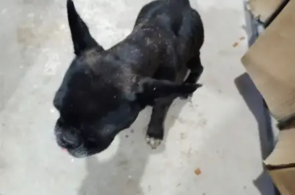 Bulldog Francés Hembra Negra Encontrada