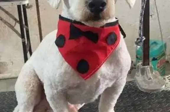 Perro Perdido: French-Labrador en Ciudad del Carmen