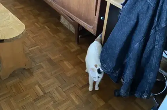 Chatte blanche perdue, répond à 
