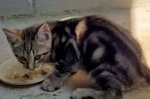 Chaton tigré trouvé à Savignies, 3 mois - photo