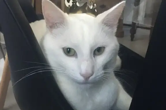 Animaux perdus Ranville, photo: Chat blanc disparu à Ranville, 8,7kg, pucé