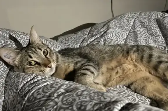 Chat perdu, Millas, photo: Chat tigre perdu, Rue Salvador Dali, Millas