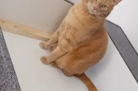 Animaux perdus , photo: Chat roux tatoué perdu à Cucq