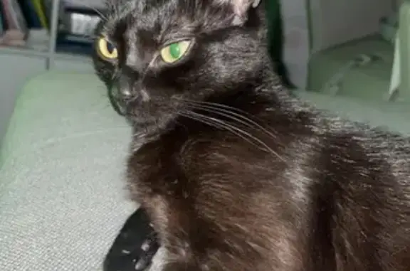 Chat perdu, La Tour-du-Pin, photo: Chatte noire avec taches blanches perdue