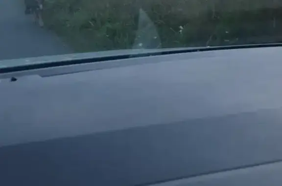 Chien trouvé Route du Crapon, Pays de la Loire - photo