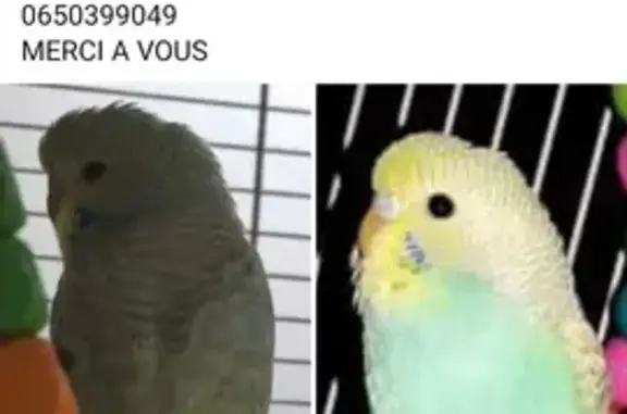 Animaux perdus La Roche-sur-Yon, photo: Perroquet mâle perdu à La Roche-sur-Yon