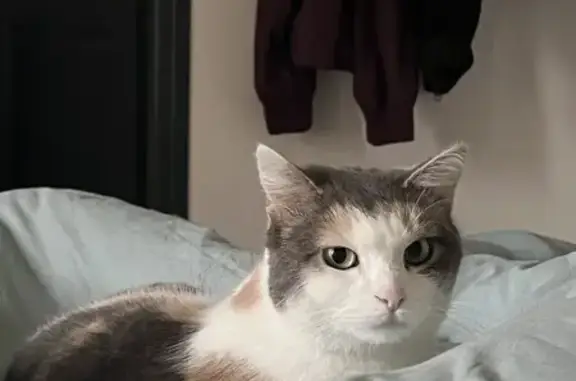 Animaux perdus , photo: Chatte tricolore disparue à Milizac-Guipronvel