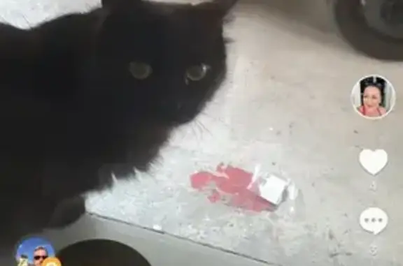 Chat noir trouvé à Nîmes, yeux verts, tâches blanches - photo