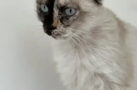 Animaux perdus , photo: Chatte siamoise perdue à Monestier-de-Clermont