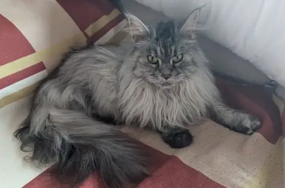 **¡Urgente! Gato Maine Coon Perdido en Benajarafe**