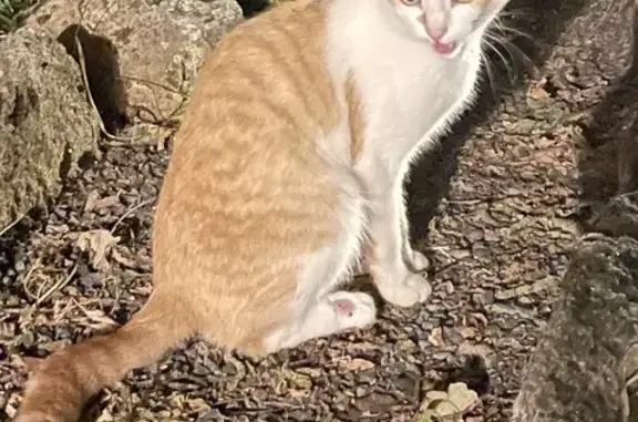 Jeune chat roux et blanc trouvé à L'Orbrie - photo