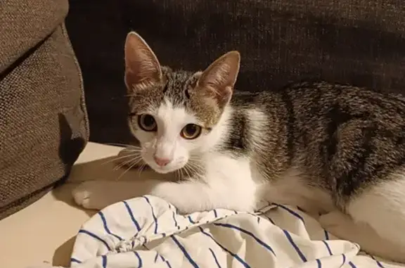 Chaton femelle trouvé rue Amelie, Toulouse - photo