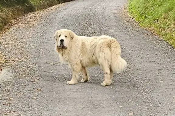 Chien errant en danger sur chemin de Zaia - photo