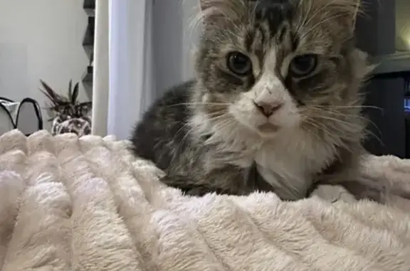 Missing cat , photo: Lost 10-Month Female Cat: Kendall Dr, Casey