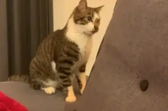 Animaux perdus , photo: Chat tigré Pepito perdu à Plouégat-Guérand