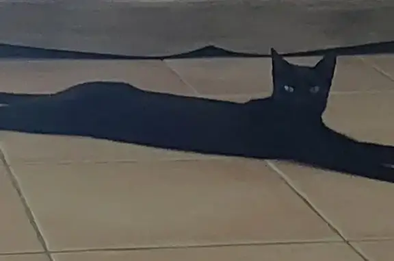 Chat perdu, , photo: Minette noire perdue, Rue des Fontaines