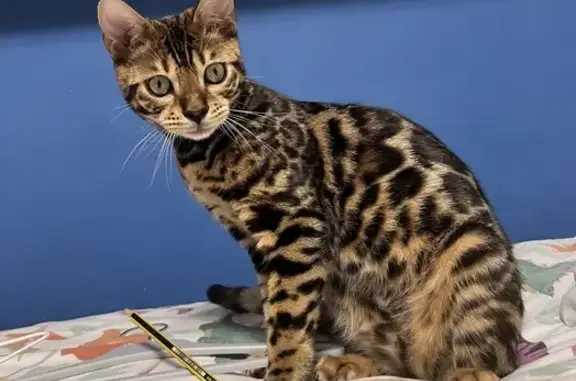 ¡Gato Bengalí Perdido! Ayuda en Ávila