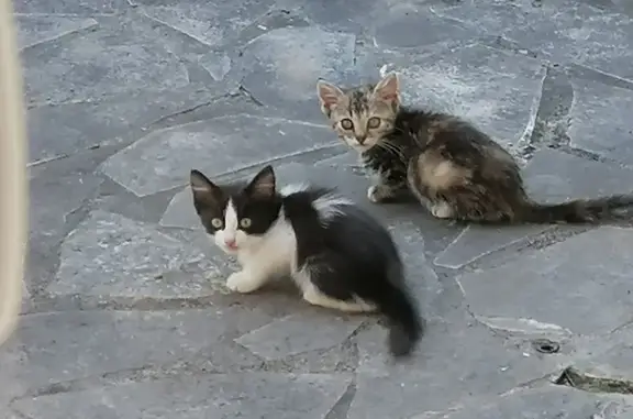 Chatons trouvés maison vide Rue des Pyrénées - photo