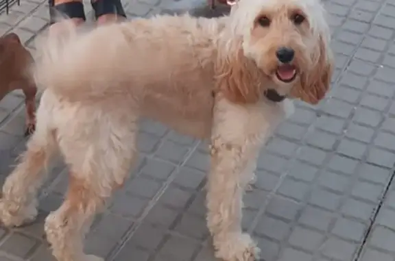 Chien perdu Ramatuelle, photo : Chien beige clair perdu à Ramatuelle