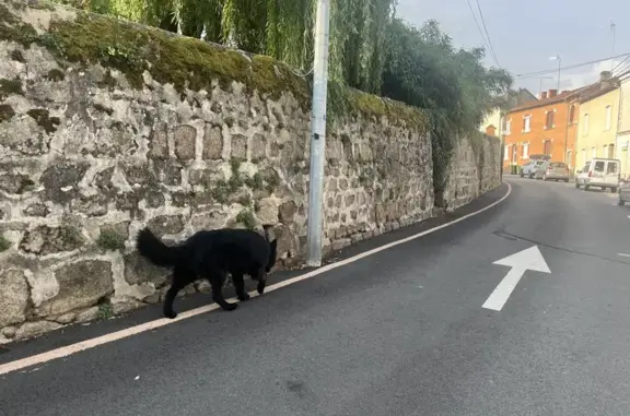 Chien trouvé Feurs, photo: Chien trouvé Rue de la Font Qui Pleut, Feurs
