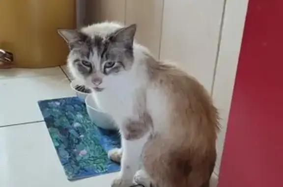 Animaux trouvés Plaisir, photo: Chat âgé trouvé, bavard, robe siamois, Plaisir