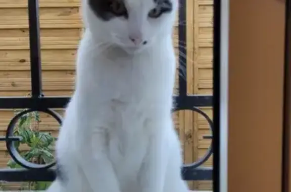 Animaux perdus Palaiseau, photo: Chat perdu blanc et noir à Palaiseau