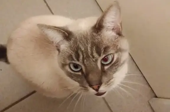 Animaux perdus , photo: Chat blanc aux yeux bleus perdu à Alleyras