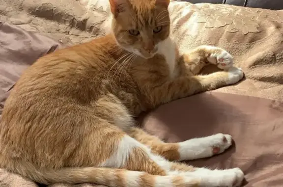 Lost Ginger British Shorthair Cat - Westridge Rd