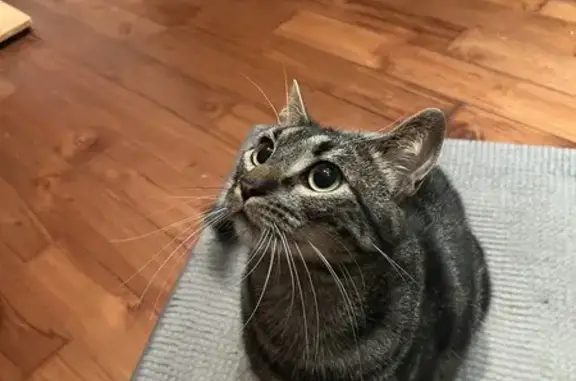 Animaux perdus Ferrières-en-Brie, photo: Chat mâle tigré noir perdu à Ferrières-en-Brie