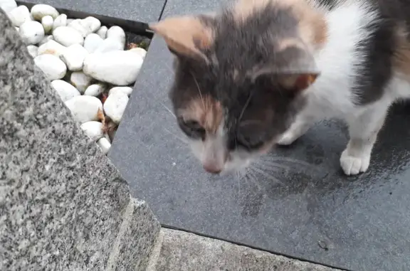 Chatte tricolore câline trouvée à Saint-Ovin - photo
