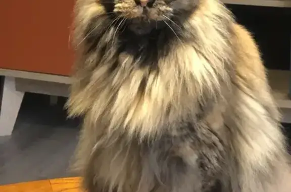 Chat Maine Coon perdu 6 août à Croixanvec - photo