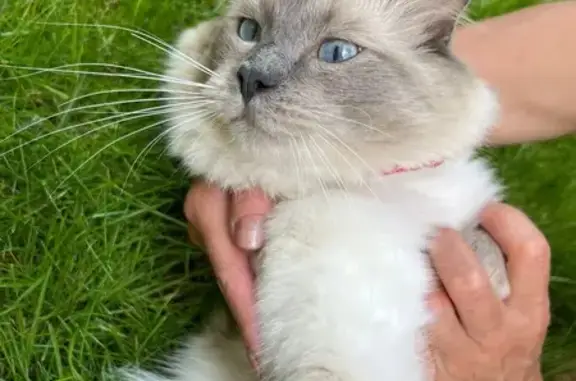 Missing White Ragdoll Cat in Sutton Coldfield