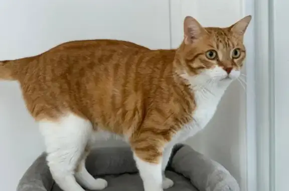 Chat perdu, Coublevie, photo: Chat disparu Chichi, Coublevie, très affectueux