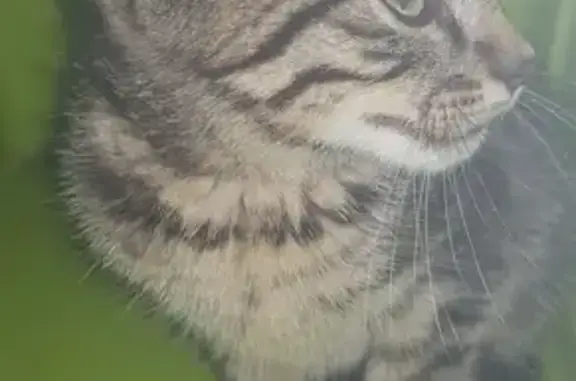 Chaton femelle trouvé à Montréal-la-Cluse - photo
