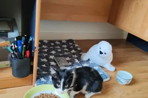 Chaton noir et blanc trouvé à Montreuil-sur-Ille - photo