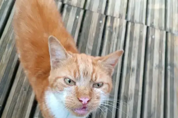Chat roux et blanc trouvé à Richebourg - photo