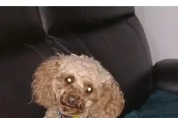 Lost Red Toy Poodle 'Prince' in Chinderah