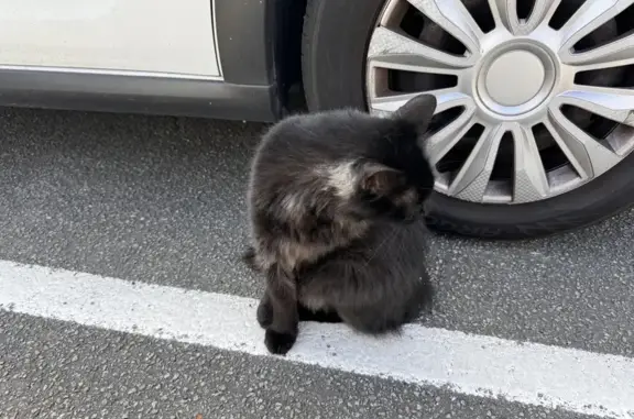 Chat noir à poils longs trouvé, très sociable - photo