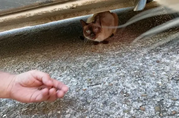 Animaux trouvés La Queue-en-Brie, photo: Chat siamois errant, La Queue-en-Brie