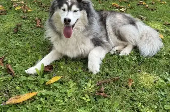 Animaux trouvés Petit-Réderching, photo: Chienne Husky sans collier trouvée à Petit-Réderching