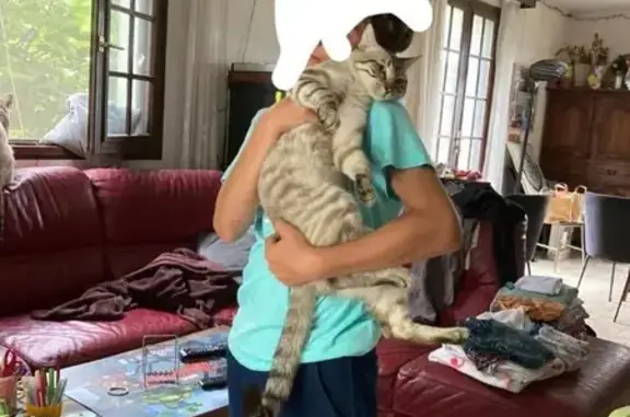 Chat perdu, , photo: Chat disparu : Harry, collier rouge, Biriatou