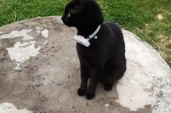 Chat perdu, Gramat, photo: Chat noir très sociable perdu à Gramat