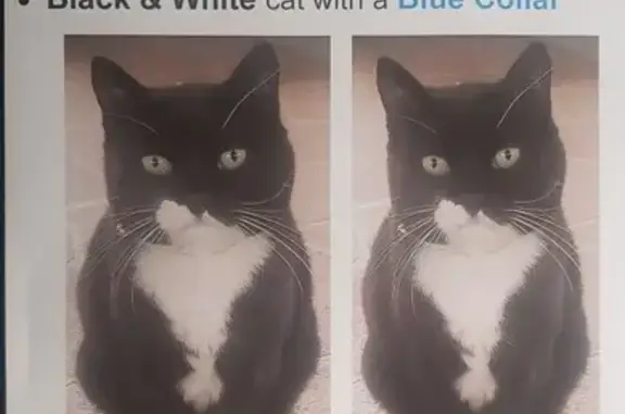 Missing Cat: Sox, Black & White, Blue Collar